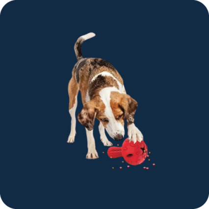 Jouets chiens