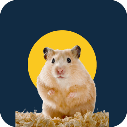 Hamsters et Gerbilles